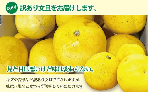 【訳あり】土佐文旦 家庭用(M～5L混合サイズ)約10kg【土佐グルメ市場(土佐市)厳選】