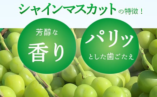 [No.5657-2626]産地直送 シャインマスカット2kg以上 (約3～5房) 《株式会社 信州須坂太田農園》■2024年発送■※9月上旬頃～10月中旬頃まで順次発送予定