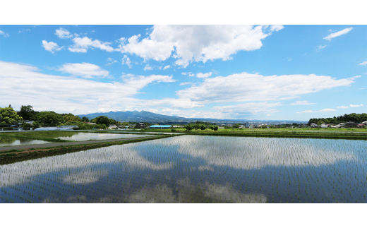 貴重な国産ふくろ茸　袋茸　フクロタケ＜冷凍真空パック＞丸いもの6パック【1247914】