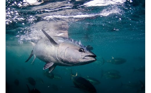 本マグロ トロ＆赤身セット 3kg（養殖）【4月発送】濃厚な赤身と高級部位トロの鮪好きにはたまらないセット 【串本町×北山村】 高級 クロマグロ【nks112-4】