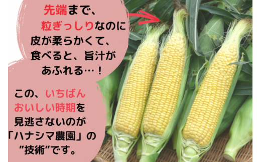 生で食べれるほどの新鮮さと甘さ！フルーツとうもろこし【10本入箱】