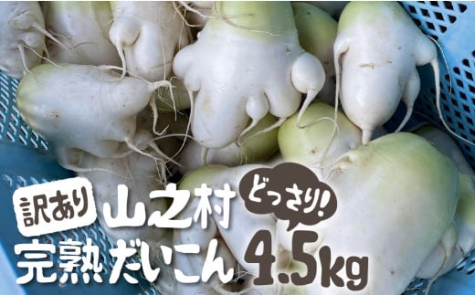 《先行予約》訳あり 飛騨 山之村 清水さんちの「寒熟だいこん」大根 4.5kg 野菜 やさい だいこん わけあり 不揃い ［Q1816］10000円 1万円