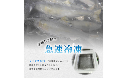 天然波乗り鮎の一夜干し 約400g 6～15尾 干物 一夜干し 鮎 天然 熟成 あゆ アユ 天然鮎 清流 海部川 川魚 簡単調理 冷凍