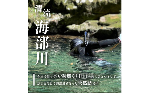 天然波乗り鮎の一夜干し 約400g 6～15尾 干物 一夜干し 鮎 天然 熟成 あゆ アユ 天然鮎 清流 海部川 川魚 簡単調理 冷凍