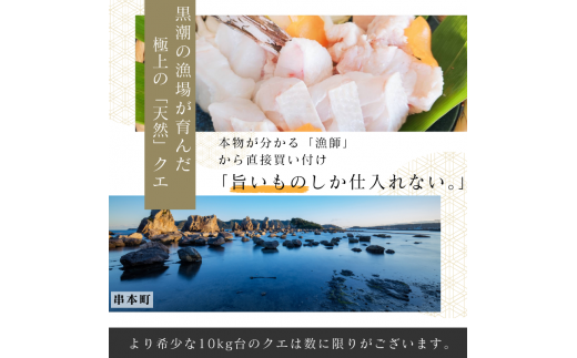 【年末発送予約受付中】幻の高級魚 くえ 天然クエ鍋セット 3人前900g 【個体10kg未満】【2024年10月上旬～2025年2月下旬に順次発送】 / クエ クエ鍋 天然 魚 魚貝 海鮮　【tcr010-sg】