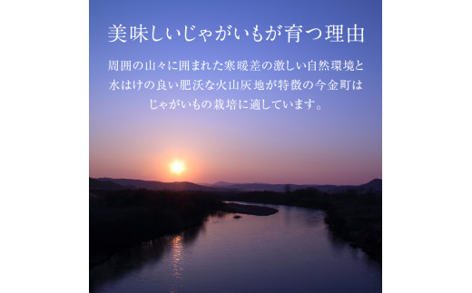 今金男しゃく（Lサイズ）約10kg【GI認証取得】 じゃがいも 男爵 いも だんしゃく 野菜 幻 北海道 今金町 GI認証 Lサイズ 10kg F21W-287 クラウドファンディング 実施中 GCF