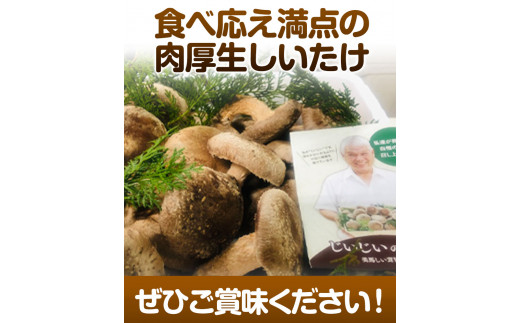 じいじいのきのこ 2kg しいたけ《30日以内に出荷予定(土日祝除く)》一般社団法人美馬観光ビューロー 徳島県 美馬市 生しいたけ(菌床) 特産品 美馬市産 シイタケ 椎茸 揚げ物 煮物 鍋料理 BBQ 野菜 肉厚 送料無料