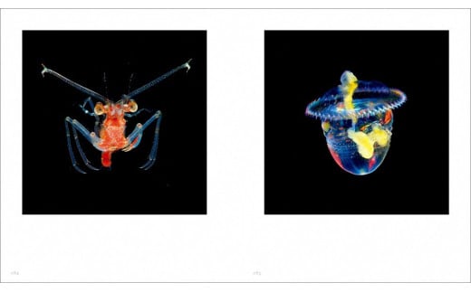 清水町ふるさと大使（清水町在住） 海洋生物写真家　峯水亮氏　『日本クラゲ大図鑑』＆『Jewelsin the night sea　神秘のプランクトン』　２冊セット