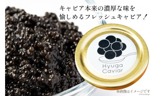 キャビア 日向キャビア (Hyuga Caviar) 20g 箱なし [ウィズ・クリエイティブ 宮崎県 日向市 452060891] 冷凍 宮崎 国産 チョウザメ フレッシュ 瓶