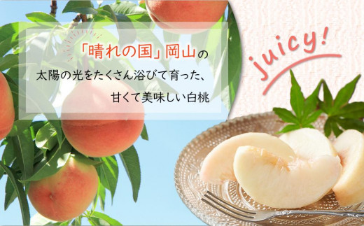 岡山県産 桃 岡山白桃 2025年 先行予約 エース 約4kg（8～16玉）もも モモ フルーツ 果物 ギフト