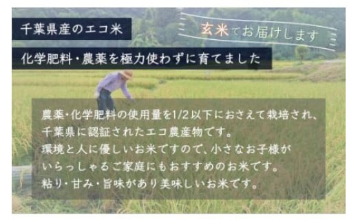 【新米】令和6年産 千葉県産エコ米「コシヒカリ」玄米30kg（30kg×1袋） ふるさと納税 玄米 30kg 千葉県産 大網白里市 コシヒカリ エコ米 米 こめ 送料無料