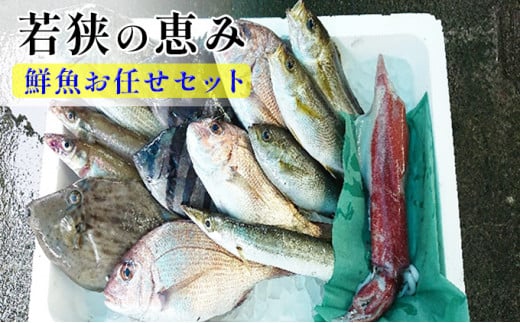 若狭の恵み 鮮魚ボックス（種類はお任せ） [№5580-0397]