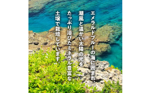 【2025年先行予約】皆村農園のホクホク!ほりたて！春の新じゃがいも10kg【1月下旬～4月下旬】　W035-001