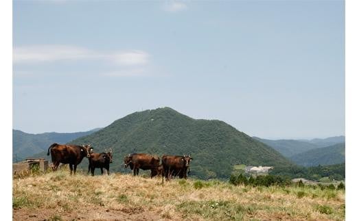 Tajima Cow Hide2つ折れウォレット