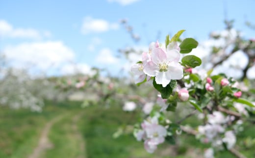 【ご贈答にも】 松陽園 樹上完熟 りんご サンふじ 3kg  岩手県遠野市 