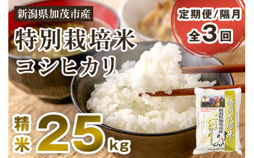 【令和6年産新米先行予約】【定期便3回隔月お届け】特別栽培米 コシヒカリ 精米 25kg（5kg×5）白米 従来品種コシヒカリ 加茂有機米生産組合 新潟県 加茂市 定期便