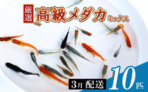 メダカ ミックス 10匹 3月配送 | めだか 混合 多種 多色 セット 選別 熱帯魚 ユリシス 楊貴妃 灯 琥珀 ブラック 黄金 暁 パンダ 鰭長 ひれなが 観賞魚 観賞用 観賞 飼育 金魚