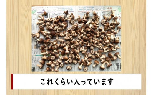 【訳あり】【当日収穫発送・鮮度◎】駒形農産のちびちゃん生しいたけ　1.9ｋｇ　椎茸　しいたけ　菌床椎茸　生椎茸　シイタケ　きのこ　キノコ　はねだし　アウトレット