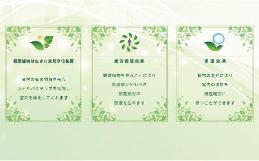 オリジナルアレンジ観葉植物　Mサイズ【寄せ植え インテリア リビング 室内 グリーン 植物 癒し リフレッシュ】 (H086105)