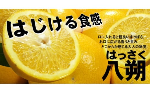 八朔(はっさく)約10kg サイズおまかせ　紀伊国屋文左衛門本舗 ※2025年1月下旬～2025年4月上旬頃に発送予定【kstb411A】