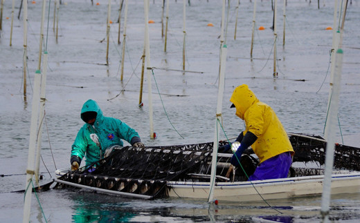 焼海苔 【旬の極み】 (5帖木箱入) 板のり 50枚 乾のり のり 海苔