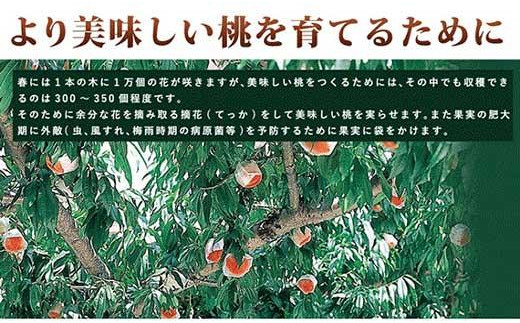 和歌山県産 白鳳 桃 11～15玉入り秀品【2024年6月下旬以降発送】