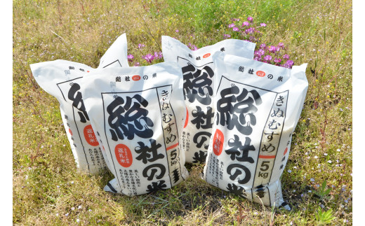 【令和6年産米】特Aきぬむすめ【精白米】30kg 定期便（15kg×2回）岡山県総社市産〔令和7年3月・5月配送〕24-030-006