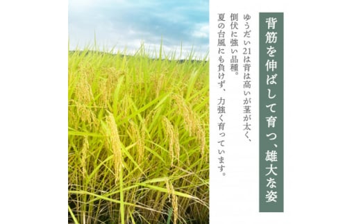 ＜令和6年産＞国立大学生まれの美味しいお米「ゆうだい21」10kg〈令和7年2月下旬より発送予定〉【1560688】