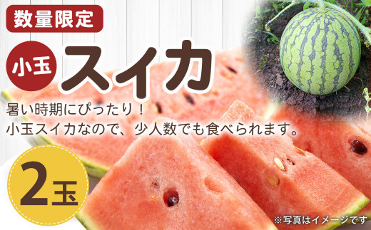 【 数量限定 】 菊陽町産 小玉 スイカ 2玉 西瓜