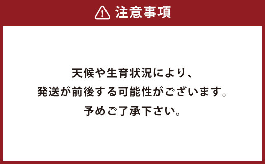 【 数量限定 】 菊陽町産 小玉 スイカ 2玉 西瓜