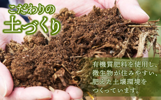 【全6回定期便】さざの 有機栽培茶 ティーバッグ 詰め合わせ （緑茶・ほうじ茶 各60g×2袋/回）【宝緑園】 [QAH029]