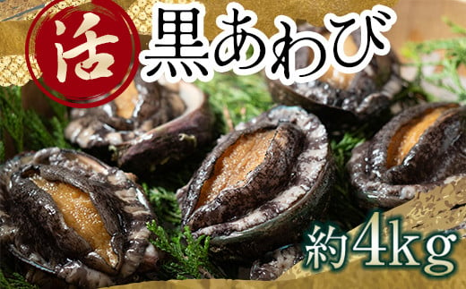 中泊直送 天然 ”活” 黒あわび 約4kg 【卓立水産】貝 海鮮 津軽海峡 活鮑 活あわび 活アワビ 黒鮑 黒アワビ アワビ 鮑 天然 産地直送 海産 魚貝 魚介 中泊町 青森 F6N-035