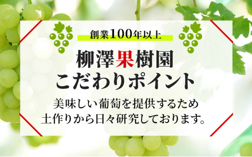 [№5729-0254]訳あり シャインマスカット 約1.2kg 粒 YANAGISAWA ぶどう 長野 マスカット ブドウ フルーツ 果物 シャイン【 果物類 】