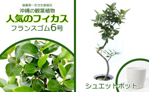 ★【沖縄の観葉植物】人気のフィカス フランスゴム6号 シュエット鉢ポット インテリアグリーン ゴムの木 ゴムノキ ガーデン 風水 鉢植え 癒し 成長記録 趣味 専門店 生活 オフィス おすすめ 暮らし おしゃれ 南国 日光 水やり お祝い 送料無料