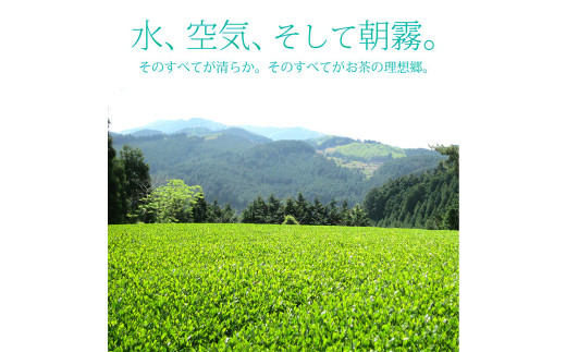 奥八女星野村 深蒸し高級煎茶 深蒸し茶 約100g×1袋