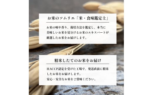 丹波産 きぬひかり 5kg【 キヌヒカリ 米 お米 食味鑑定士が厳選 京都 綾部 コメ 5キロ 精米 白米 米 丹波 】