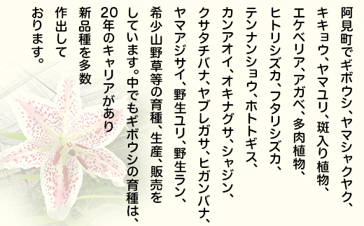 53-01 「路地裏のギボウシ」商品券 2,000円分【植物 希少 品種 多肉植物 利用券 利用チケット 茨城県 阿見町】