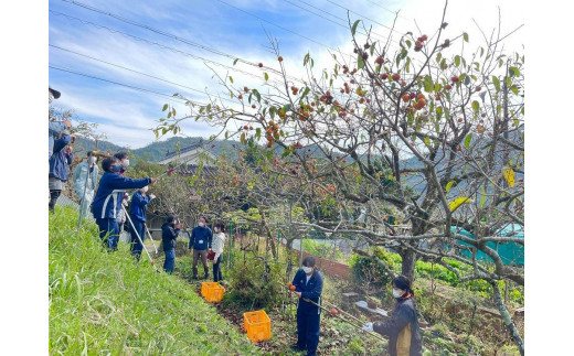 【獣がい対策応援】サルより先に収穫！さるはた合戦で収穫した甘柿　大きさ、種類バラバラ80サイズ1箱