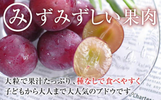 2024 ピオーネ　２房～３房　約1キロ　【９月中旬頃～順次発送予定】　長野県産　国際特許有機肥料栽培　