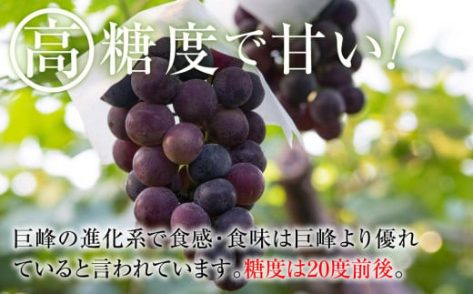 2024 ピオーネ　２房～３房　約1キロ　【９月中旬頃～順次発送予定】　長野県産　国際特許有機肥料栽培　