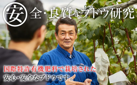 2024 ピオーネ　２房～３房　約1キロ　【９月中旬頃～順次発送予定】　長野県産　国際特許有機肥料栽培　