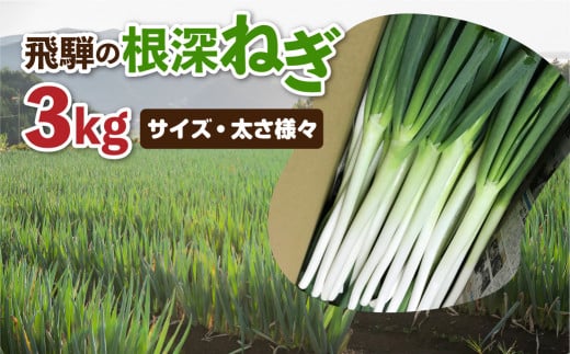 《先行予約》 訳あり 飛騨の根深ねぎ 3kg 薬味からお鍋までおすすめ！白ねぎ 白ネギ サイズ・太さ様々 不揃い 訳アリ ワケアリ 野菜 産地直送 国産 syun83