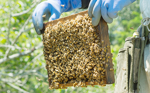 富岡国産純粋はちみつ 3種セット(550g×3本) 国産 アカシア蜂蜜 百花蜜 栗蜜 天然 はちみつ ハチミツ 蜂蜜 食べ比べ セット F20E-053