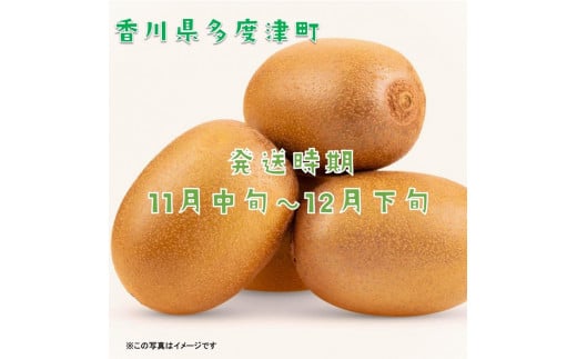 香川県オリジナルキウイフルーツ「さぬきキウイっこ®」1.3kg【予約受付中！令和6年11月上旬頃から発送】【A-46】