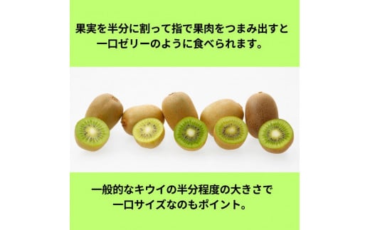 香川県オリジナルキウイフルーツ「さぬきキウイっこ®」1.3kg【予約受付中！令和6年11月上旬頃から発送】【A-46】