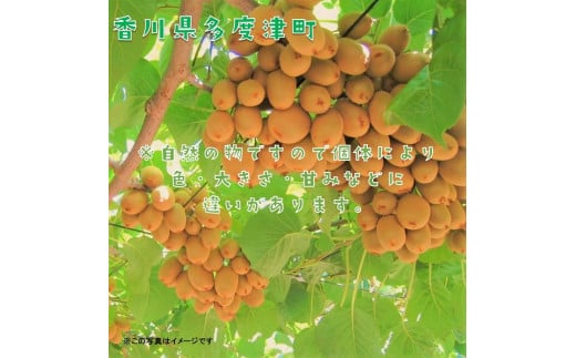 香川県オリジナルキウイフルーツ「さぬきキウイっこ®」1.3kg【予約受付中！令和6年11月上旬頃から発送】【A-46】