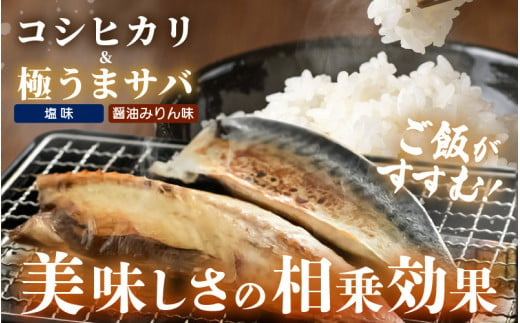 定期便≪2ヶ月連続お届け≫ 米 令和5年産 コシヒカリ5kg と 天然さば干物「極うまサバ」塩味 醤油みりん味 半身3パック食べ比べセット 【精米】【福井県美浜町産米】[m60-a005]