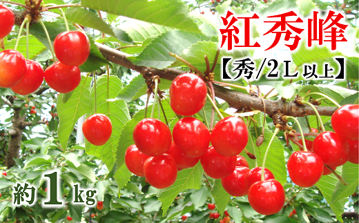 【令和6年産先行予約】さくらんぼ 「紅秀峰」 約1kg (約500g×2パック 秀 2L以上)  バラ詰め《令和6年6月下旬～発送》 『マルタニ農園』 小分け サクランボ 果物 フルーツ 産地直送 生産農家直送 山形県 南陽市 [1219]