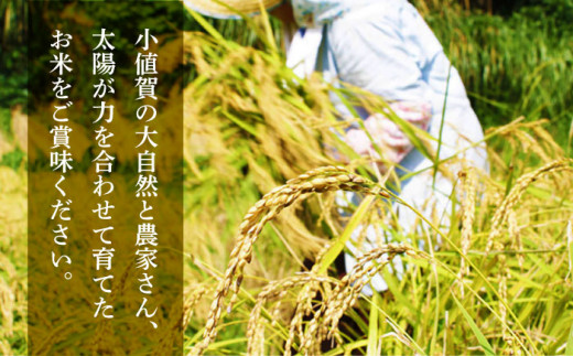 【全6回定期便】【令和6年度産】おぢかんうまか米（小値賀町産こしひかり 3kg ・精白米） [DAB012] コシヒカリ こしひかり お米 常温