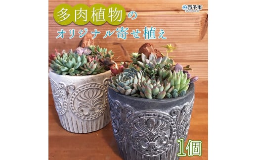 自家生産　多肉植物のオリジナル寄せ植え（約10種類）